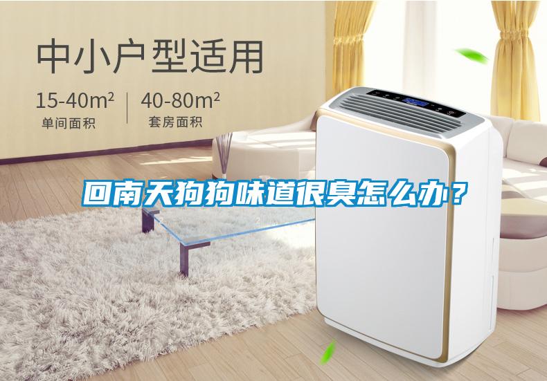 回南天狗狗味道很臭怎么办？